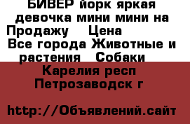 БИВЕР йорк яркая девочка мини мини на Продажу! › Цена ­ 45 000 - Все города Животные и растения » Собаки   . Карелия респ.,Петрозаводск г.